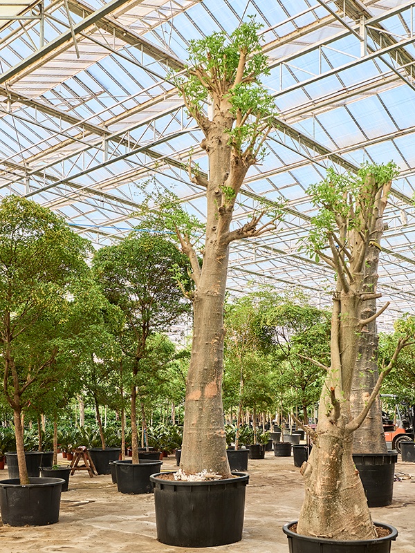 Adansonia digitata, D 150