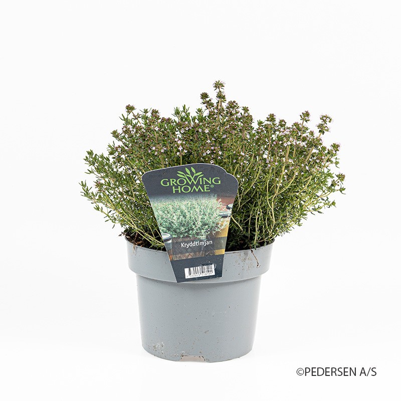 THYMUS VULGARIS/TIMIAN, D 17 cm