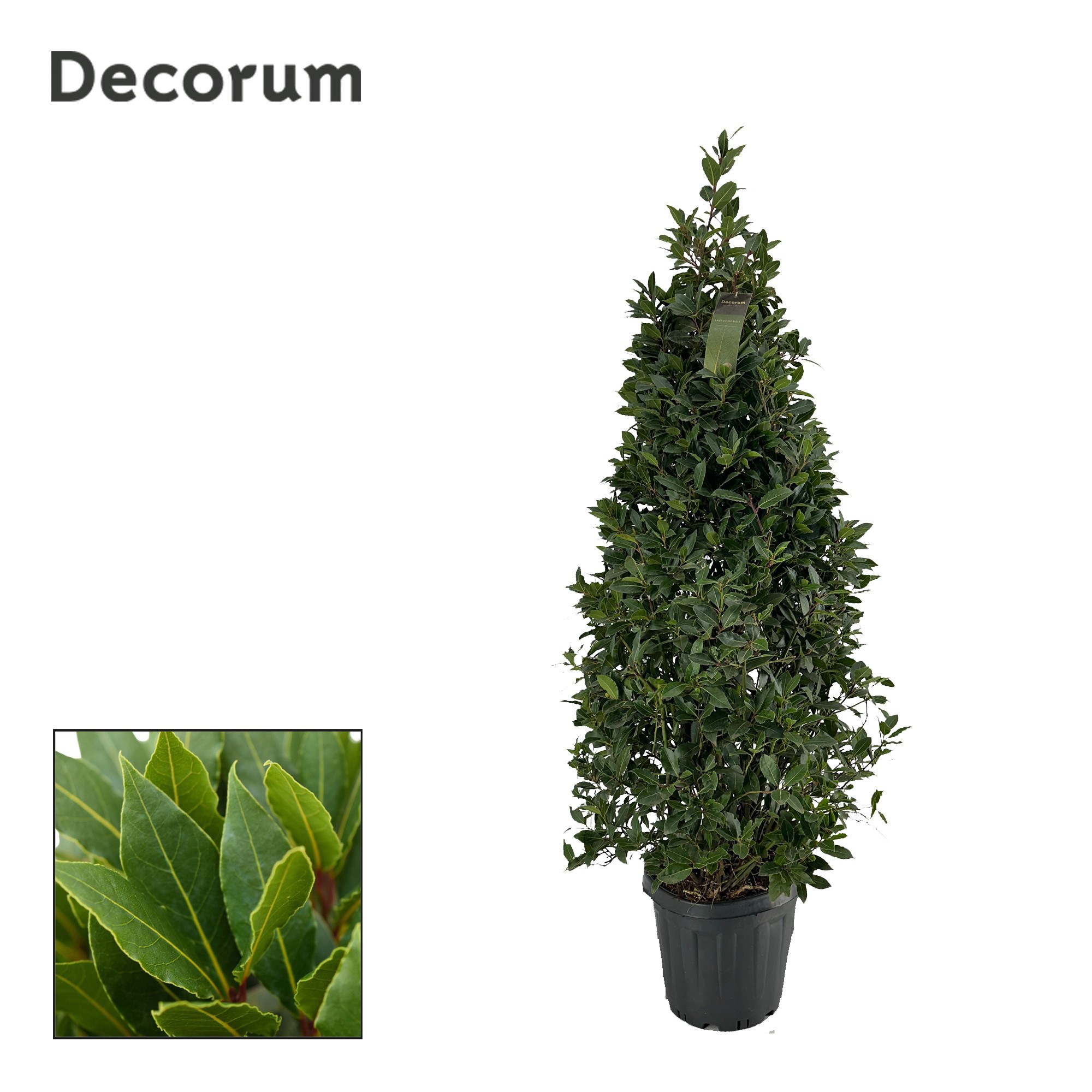 Laurus nobilis Piramide, D 30 cm