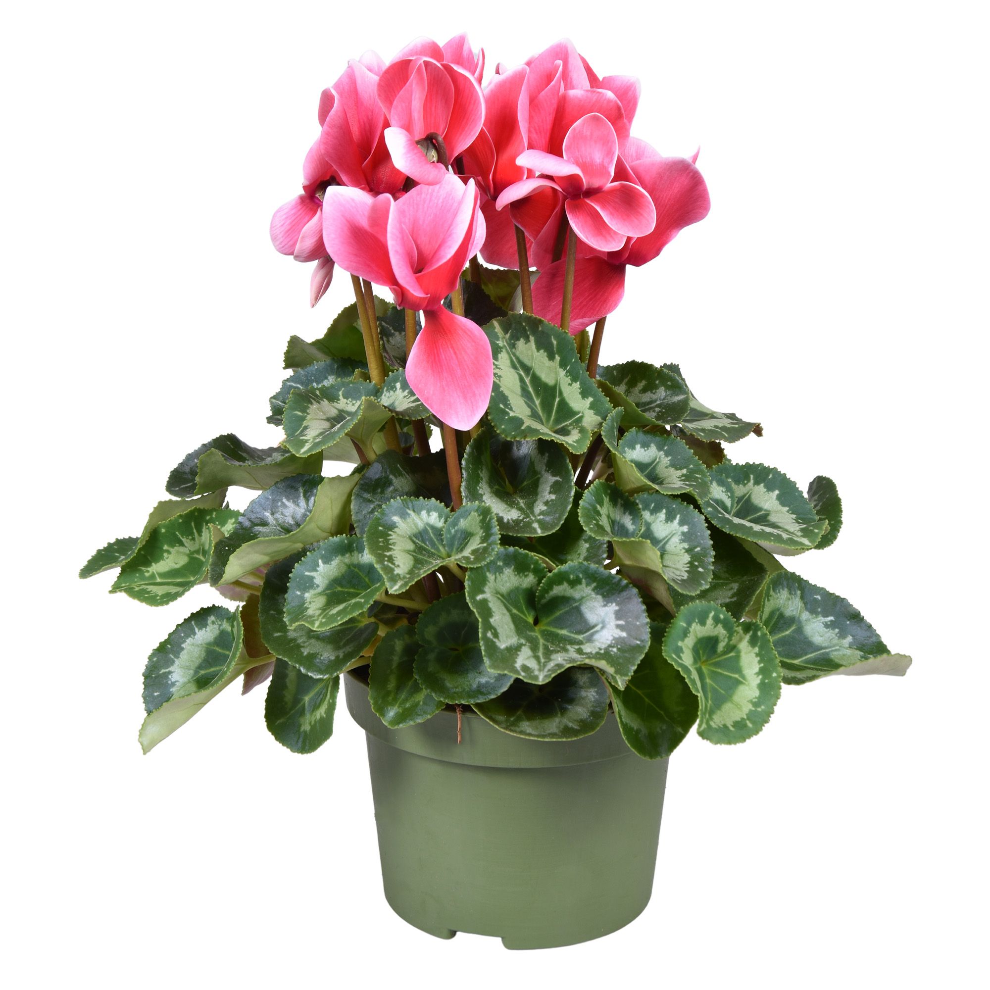 Cyclamen FANTASIA RED, D 13 cm