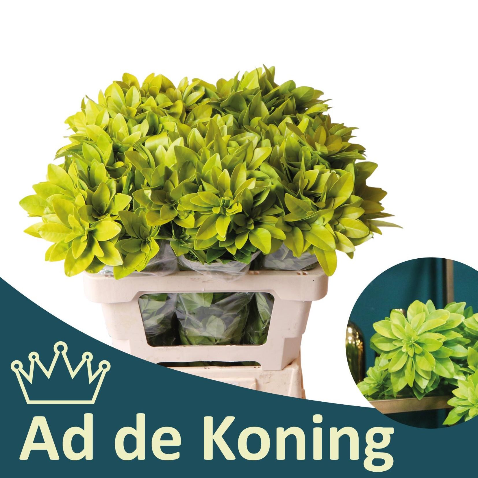 Чозия Лич 50, шт.