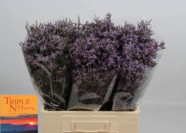 Лимониум Сафора Лилак 60, шт.