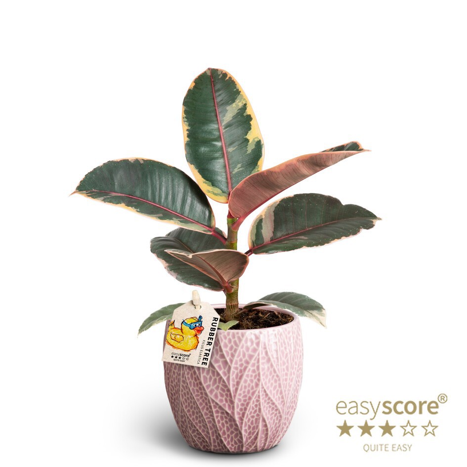 FICUS ELASTICA 40920436 Leaf Rosa Belize, D 10 cm FICUS ELASTICA 40920436 Leaf Rosa Belize, D 10 cm