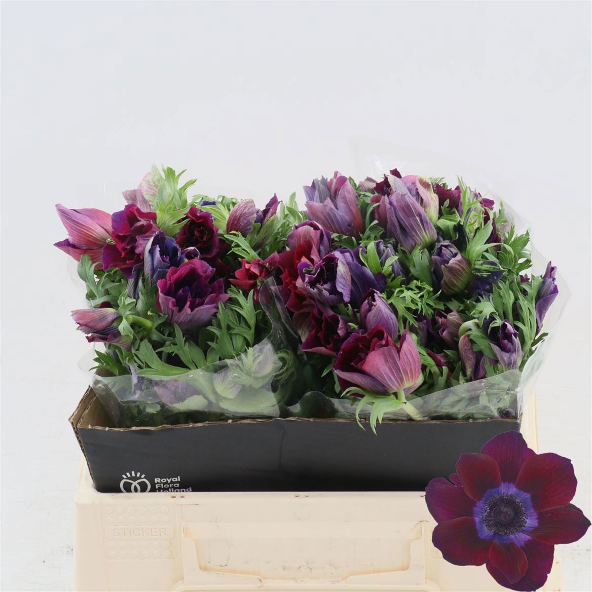 Анемон Галил Бордо 35 (бордо), шт.