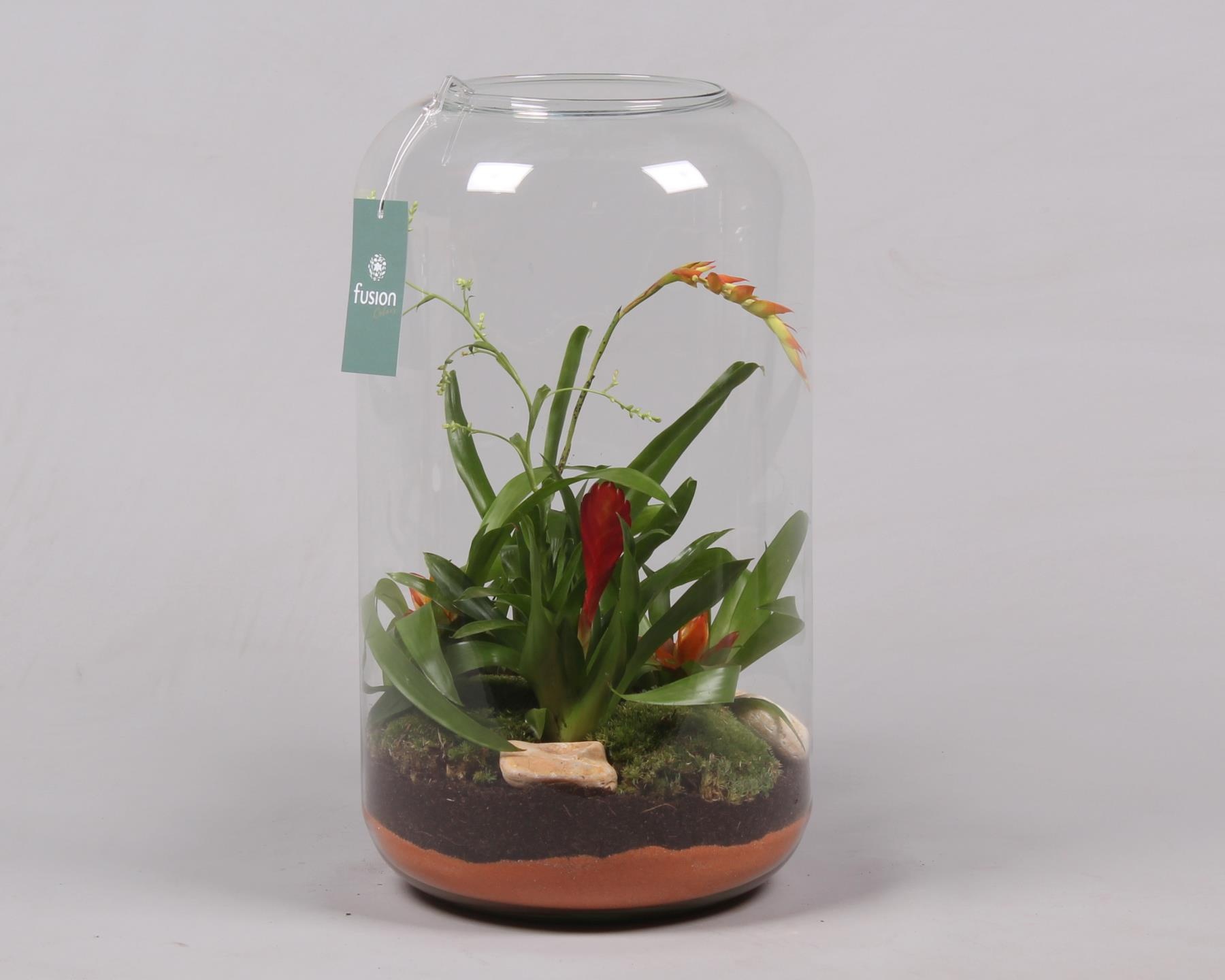 Green Bottle Isabella XXLarge met Bromelia, D 23 cm Green Bottle Isabella XXLarge met Bromelia, D 23 cm