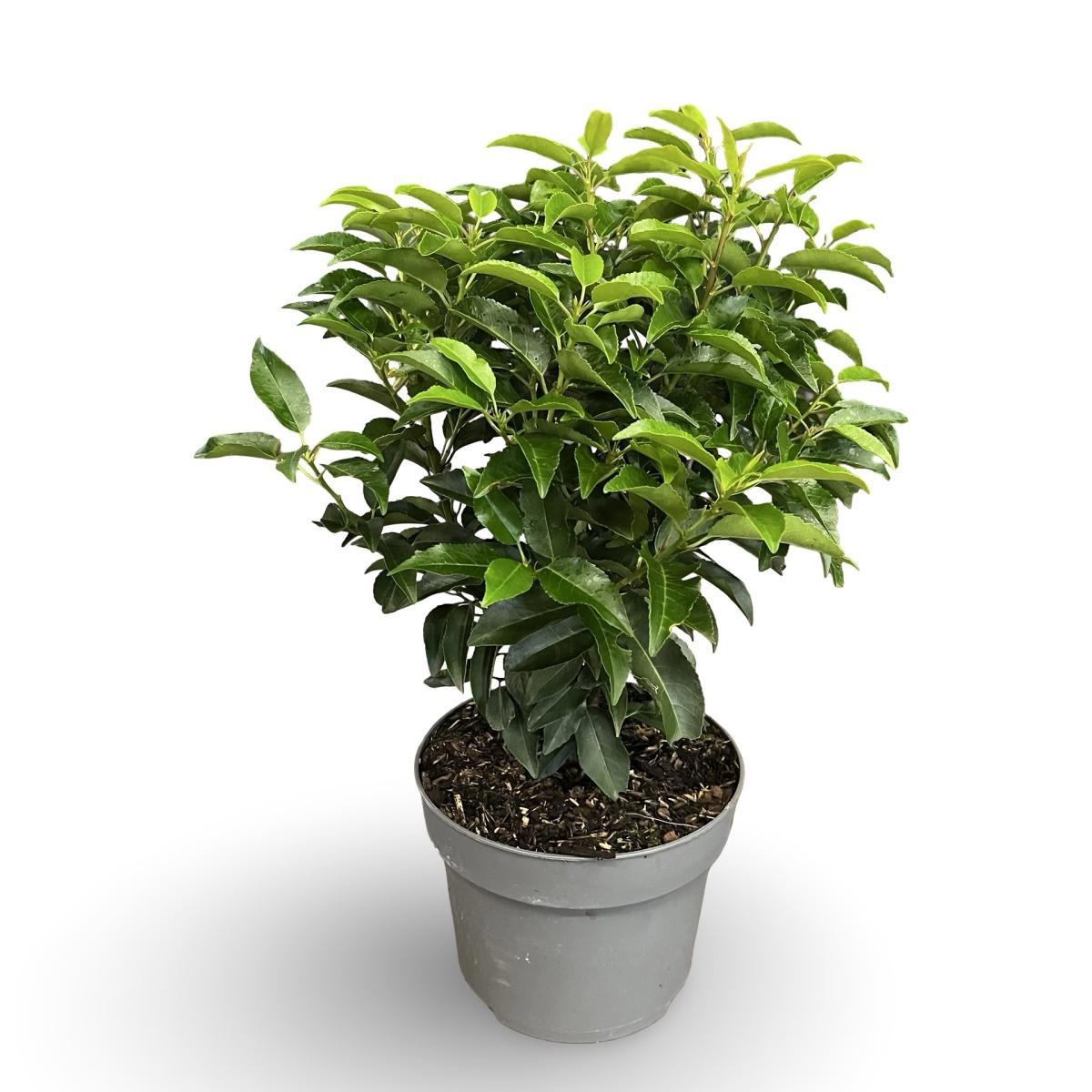 Prunus lusitanica 'Angustifolia', D 21