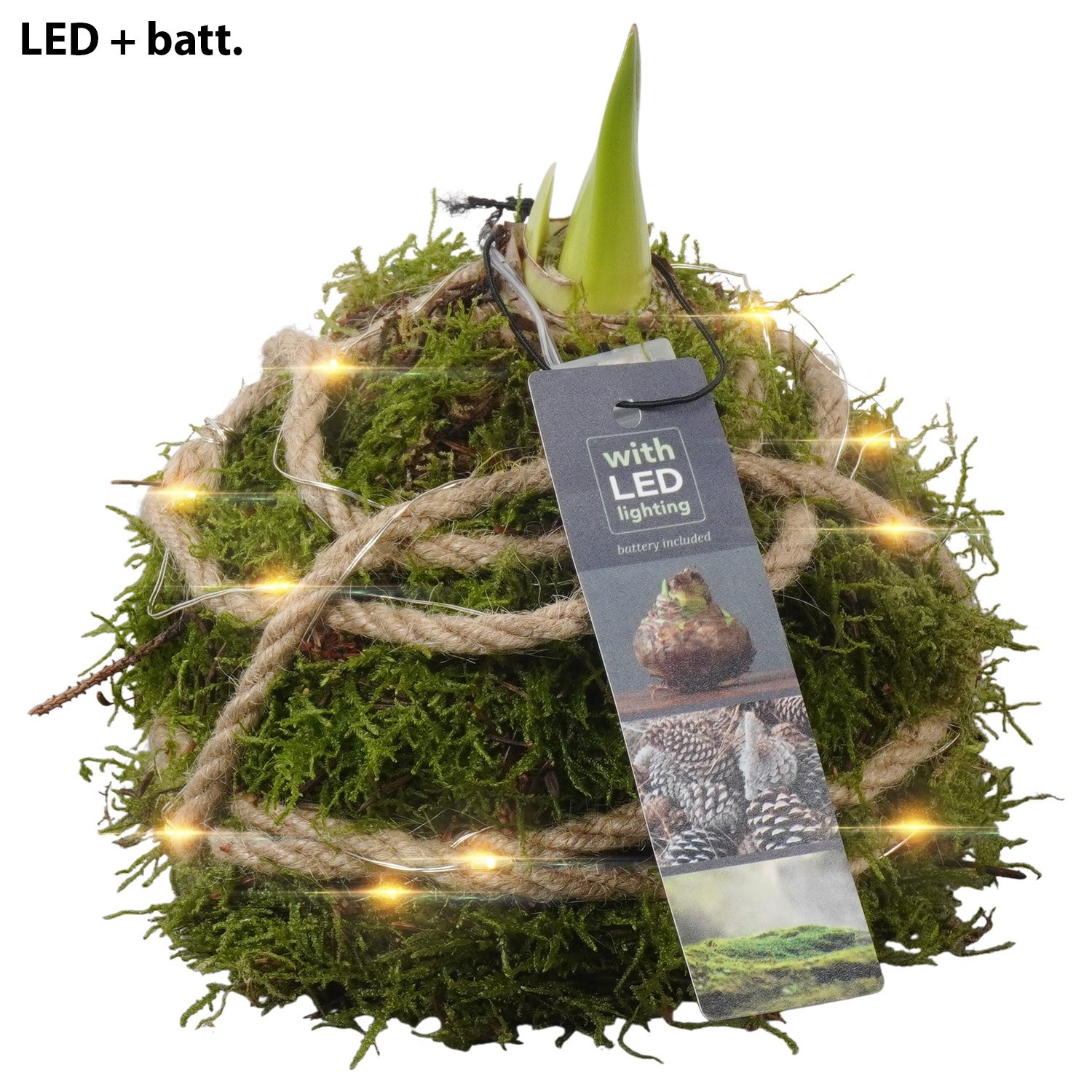 PTAA7527 Arrangement Amaryllis in mos gewikkeld met led, D 12 cm