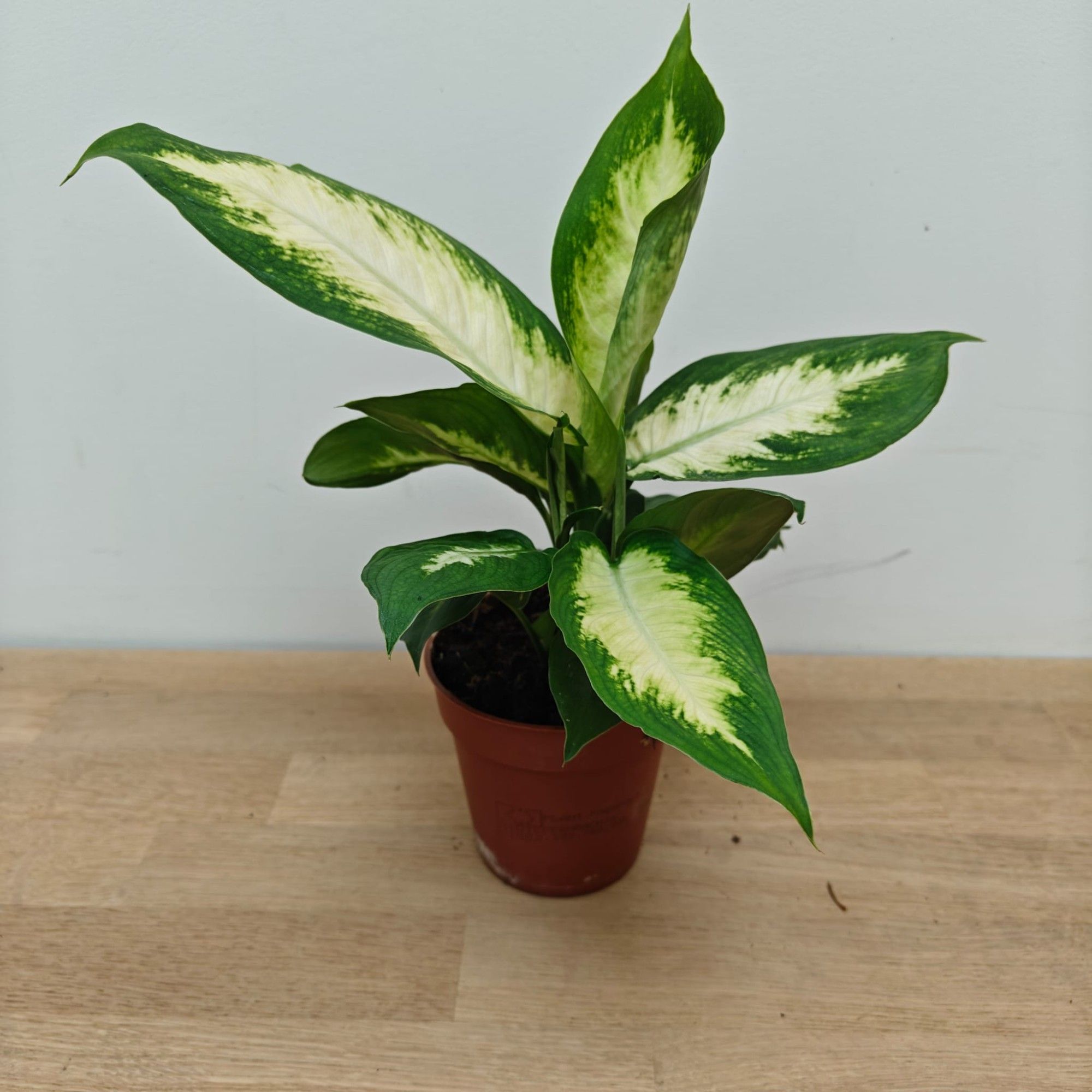 Dieffenbachia 'Camilla' P9, D 9