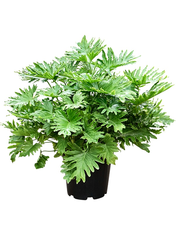 Philodendron selloum, D 40