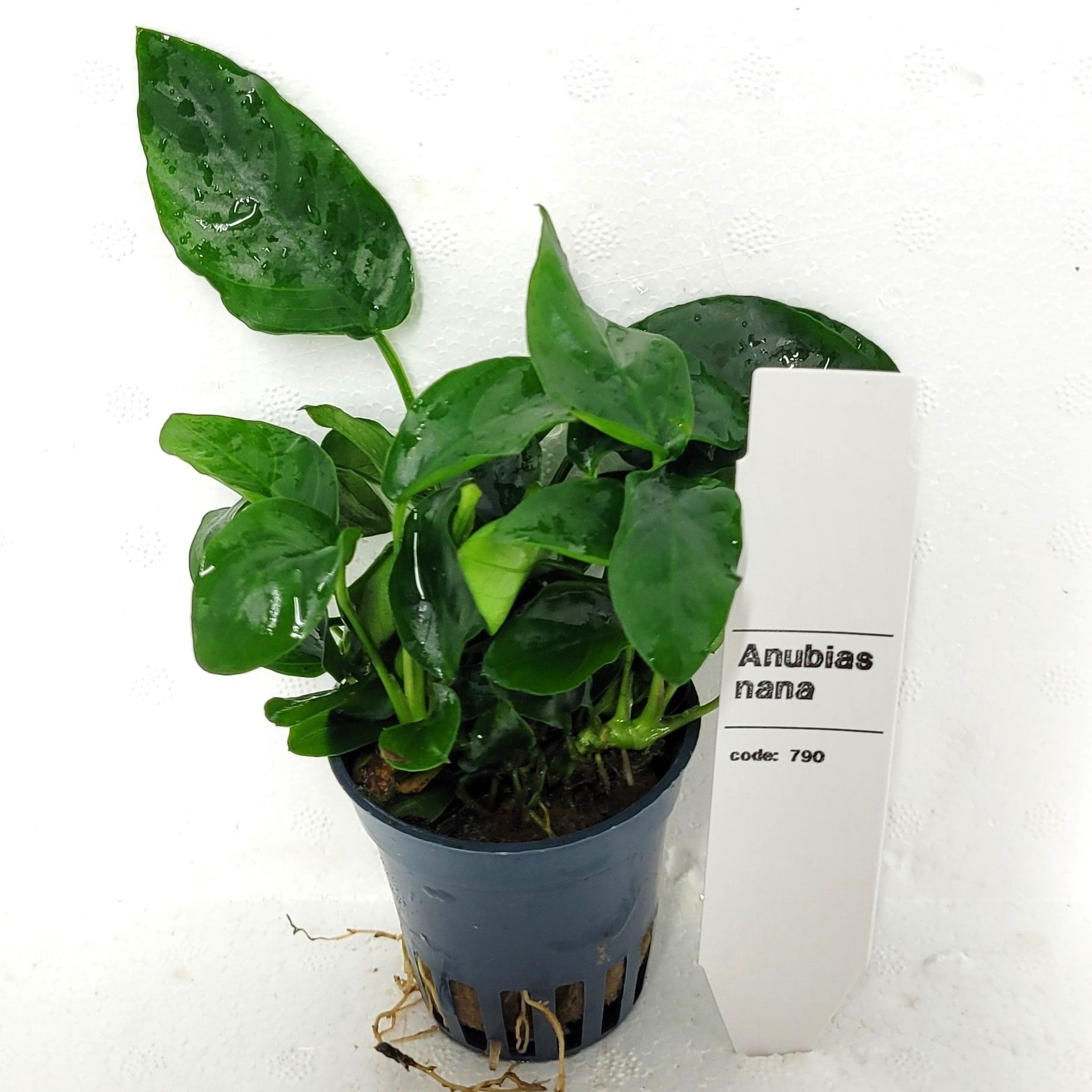 Anubias nana, D 5
