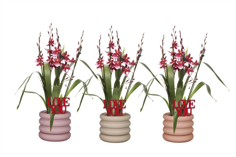 Dolomite p12 Emily mix Cambria Barrocco Red 3-4T18+ compact, D 12