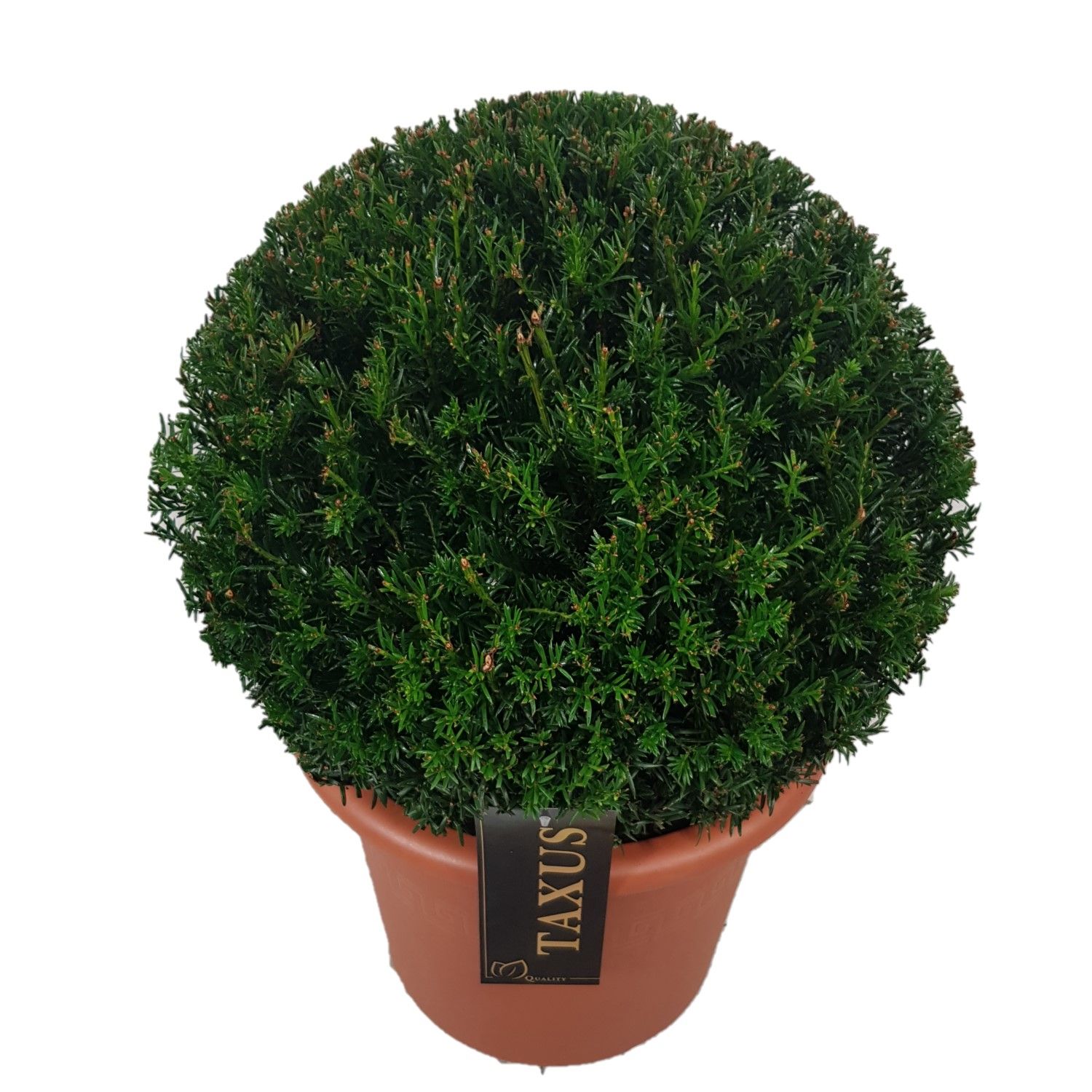 Taxus baccata Bol p28 (th) 40-45 ©, D 28