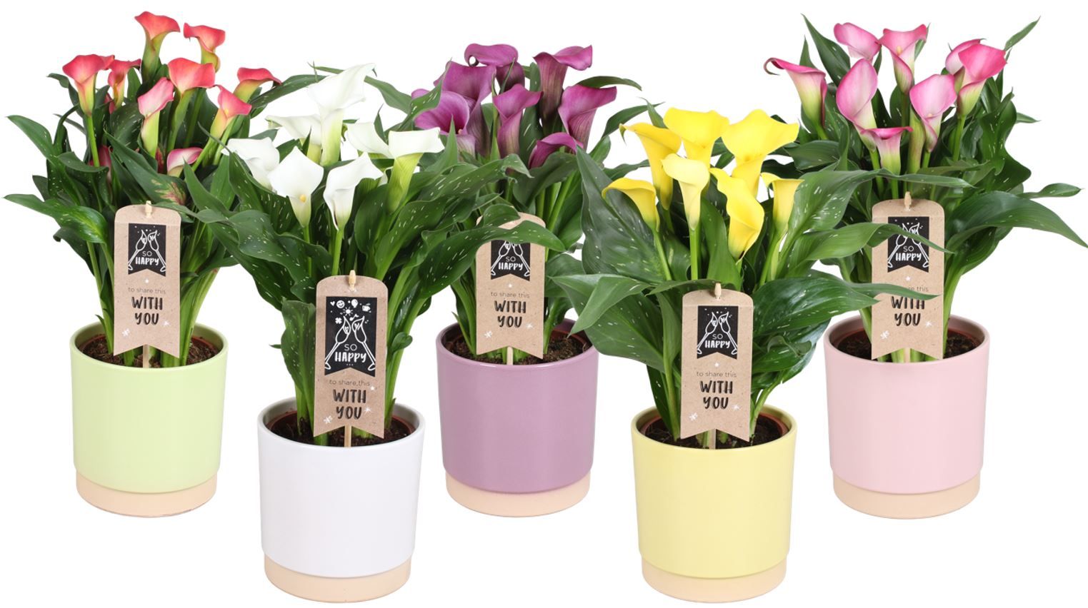 Zantedeschia gemengd Calla mix in Julia keramiek, D 15