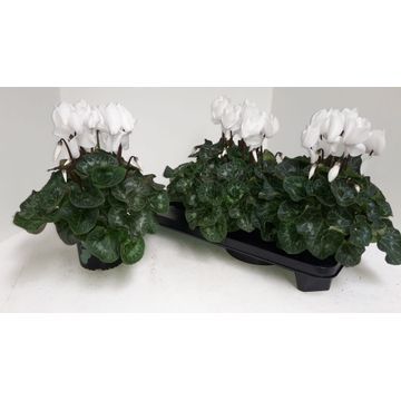 cyclaam 13 cm wit xl groot bloemig, D 13