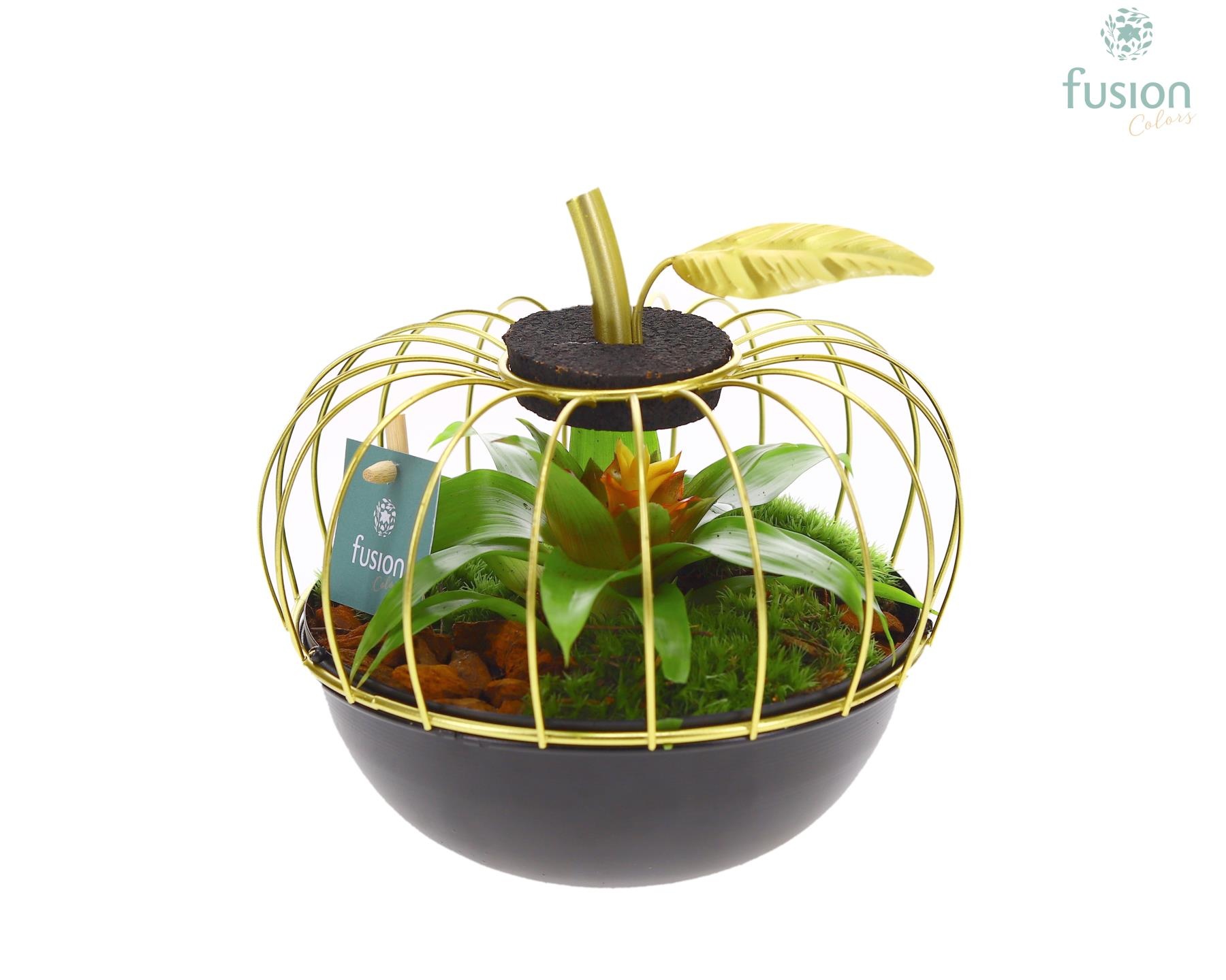 Metaal appel goudzwart Small met Bromelia, D 17
