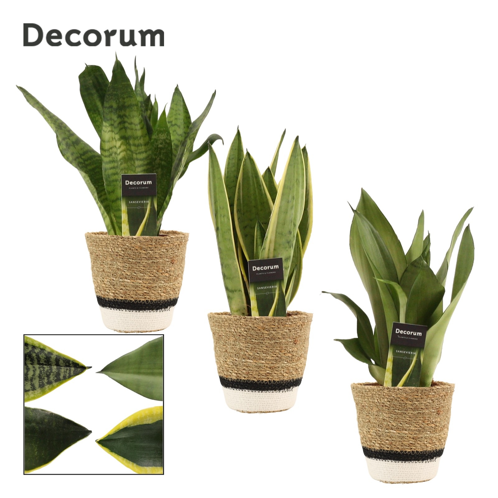 Sansevieria Super Mix 12 cm in Hanoi mand wit (Deco-collection), D 12