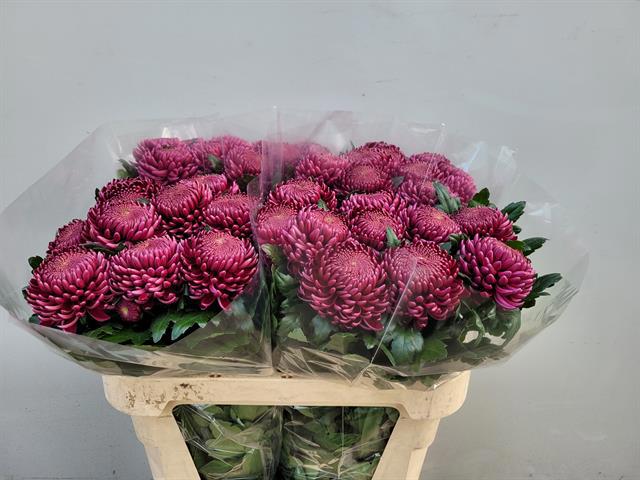 Хризантема од. Бигуди Перпл 75 (фиолет.), шт.