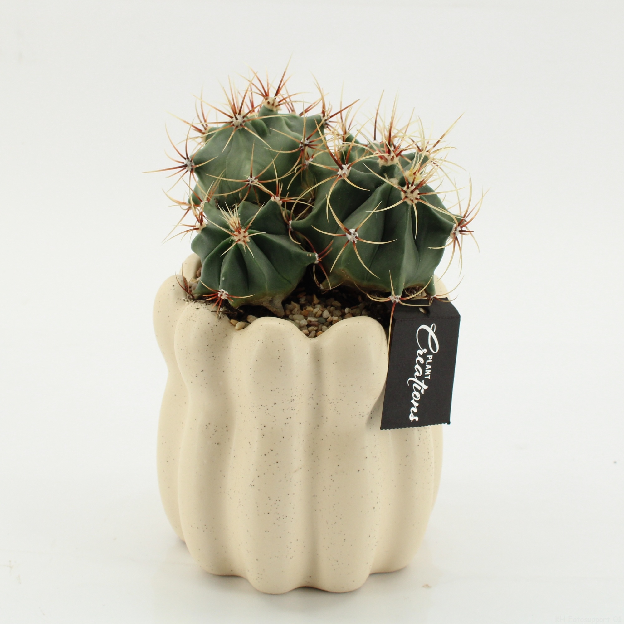 CTCR-2605 Cactus Essentials, D 14