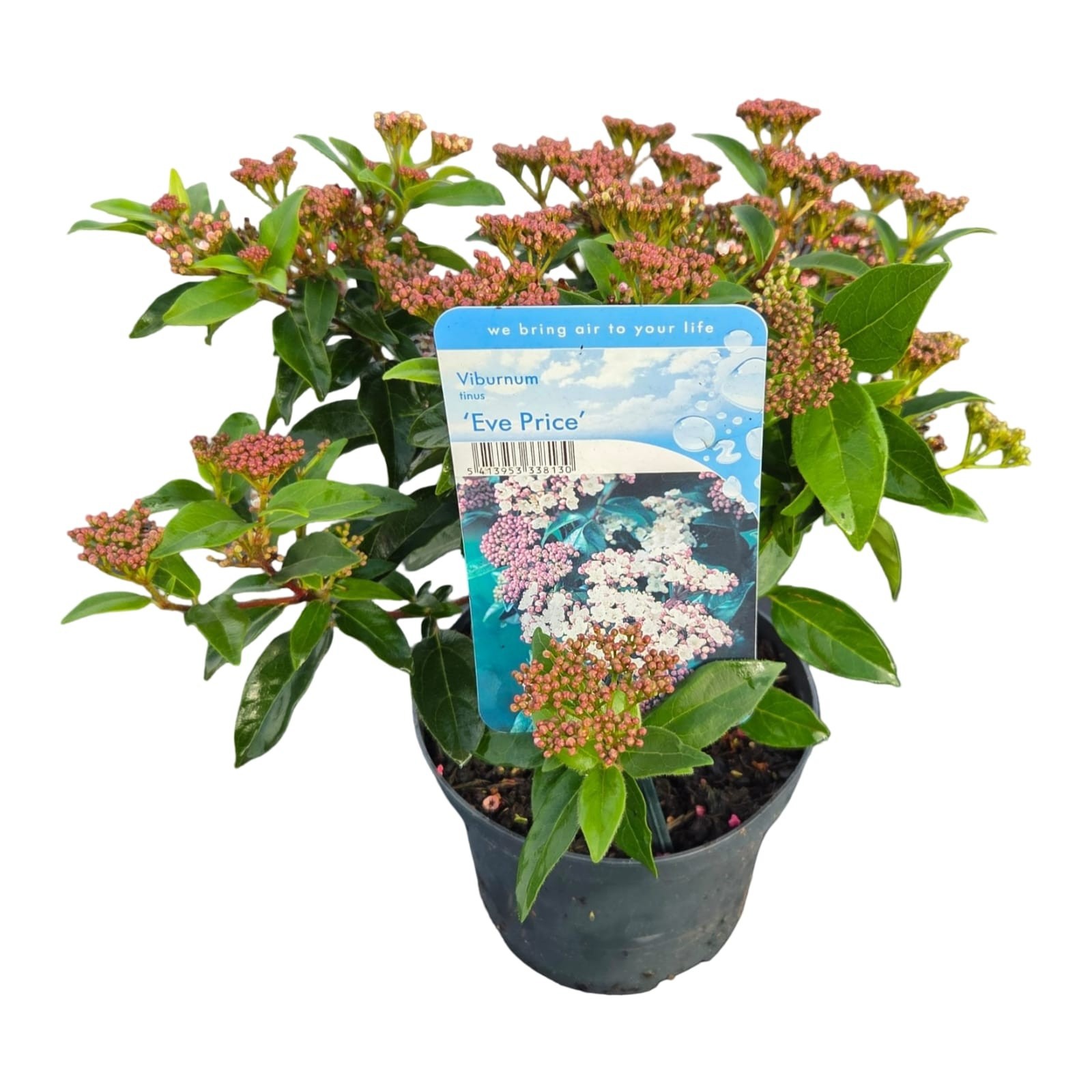 Viburnum tinus 'Eve Price', D 17