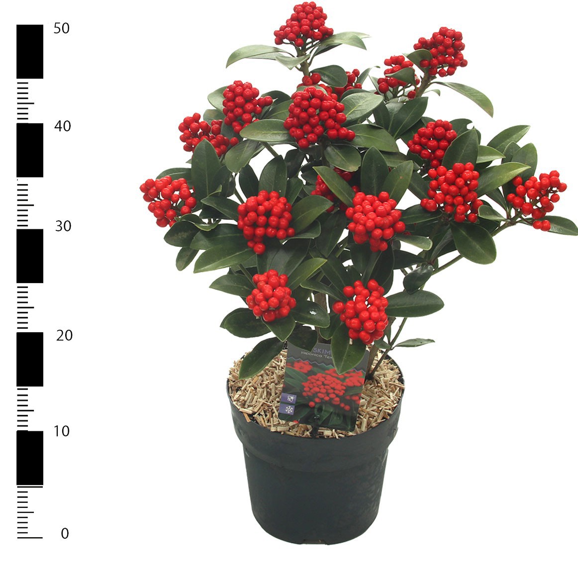 Skimmia japonica 'Temptation' PBR, D 19
