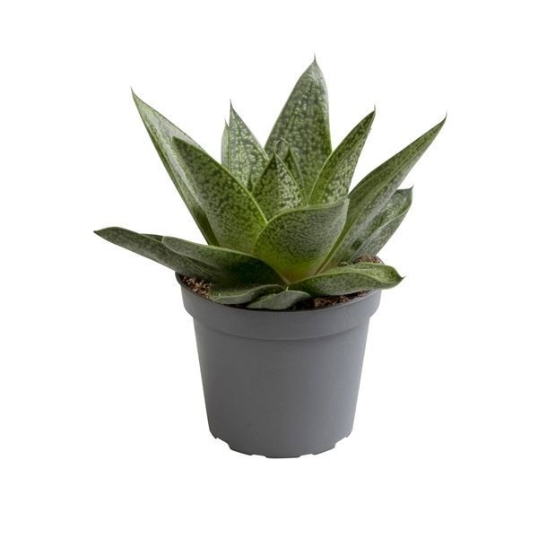 Gasteria D Tiga� 6 cm, D 6 cm