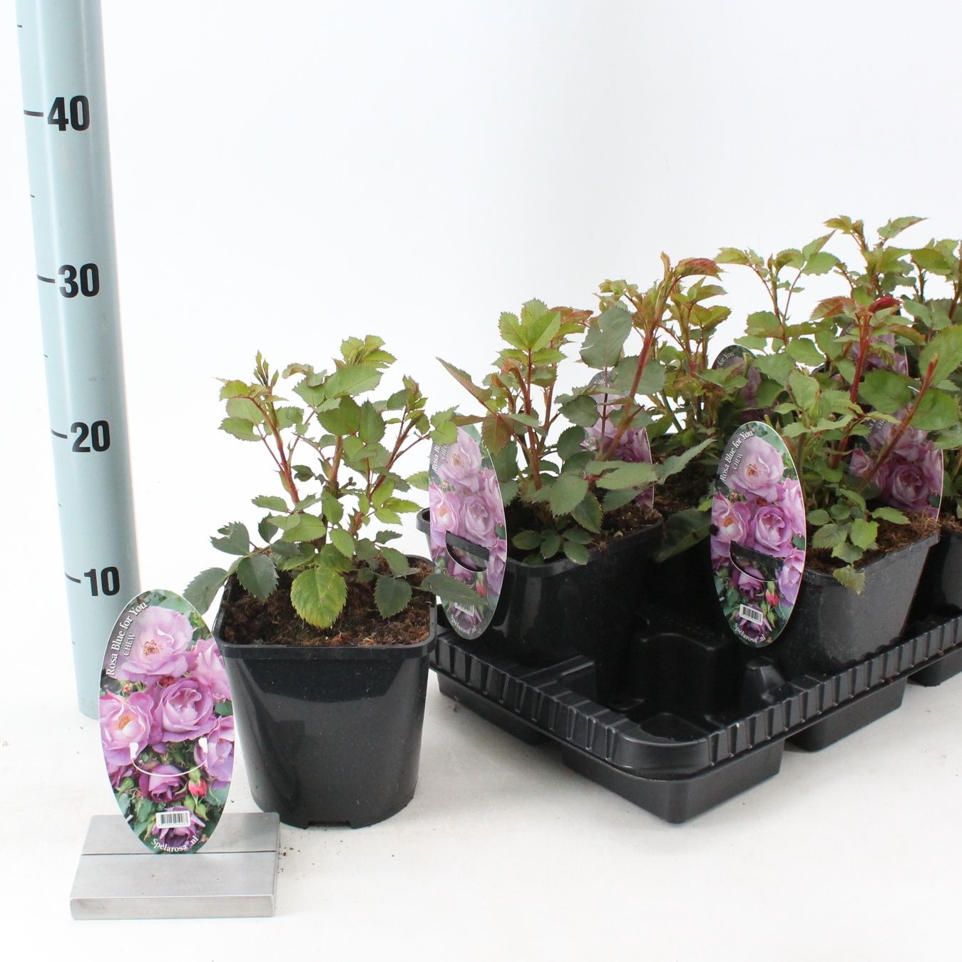 Rosa patio 'Bleu For You' (Spelarosa geurende Rozen), D 14 cm