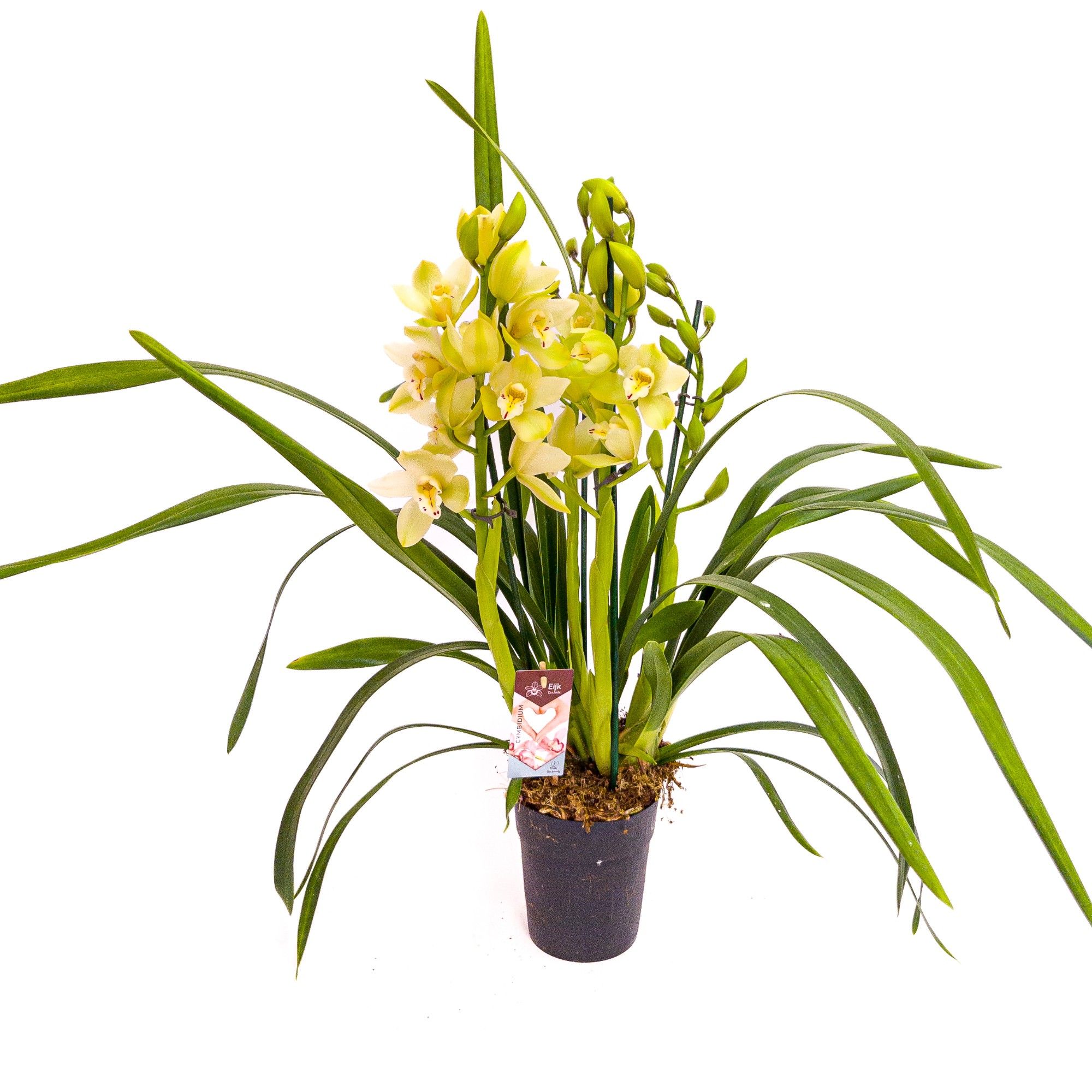 Cymbidium 1 tak paddy, D 14 cm