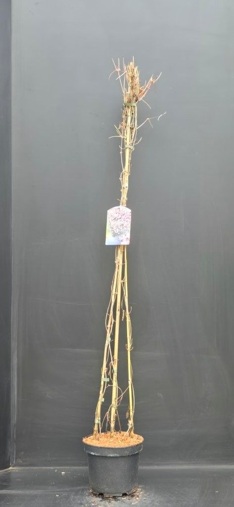 Clematis montana Rubens, D 23