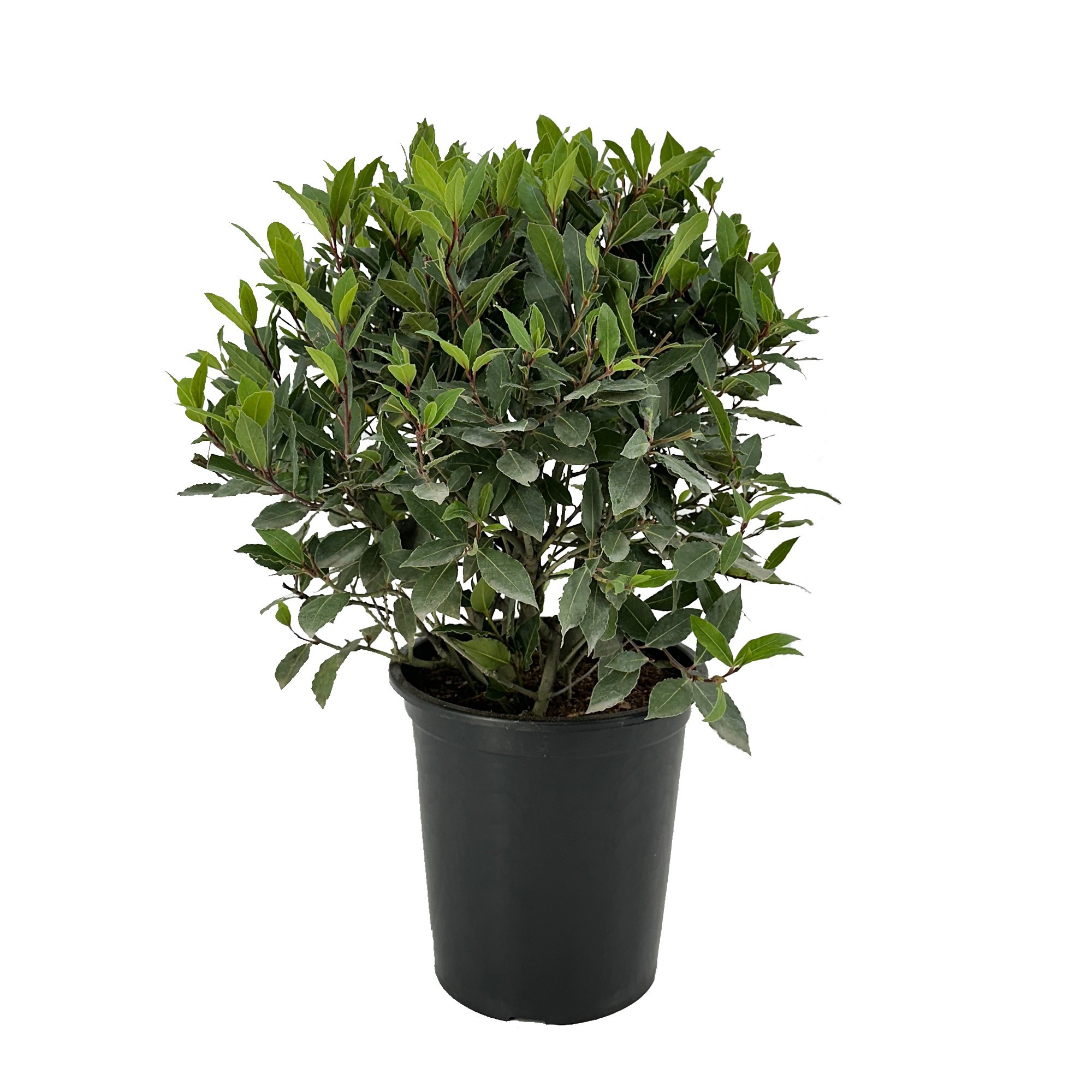 Laurus nobilis Bol zonder stam, D 25