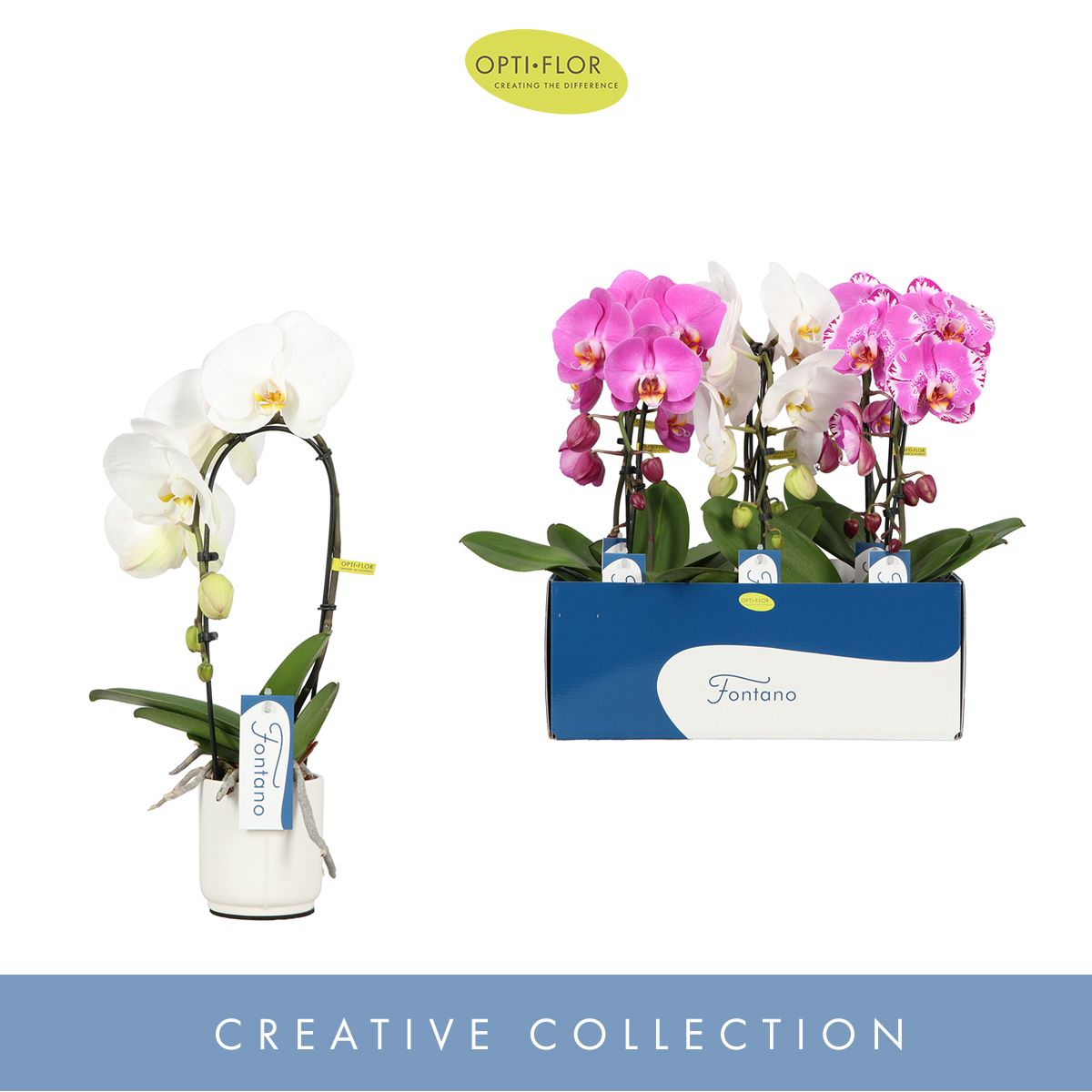 Fontano Mix 1 spike in Lazio White, D 9 cm