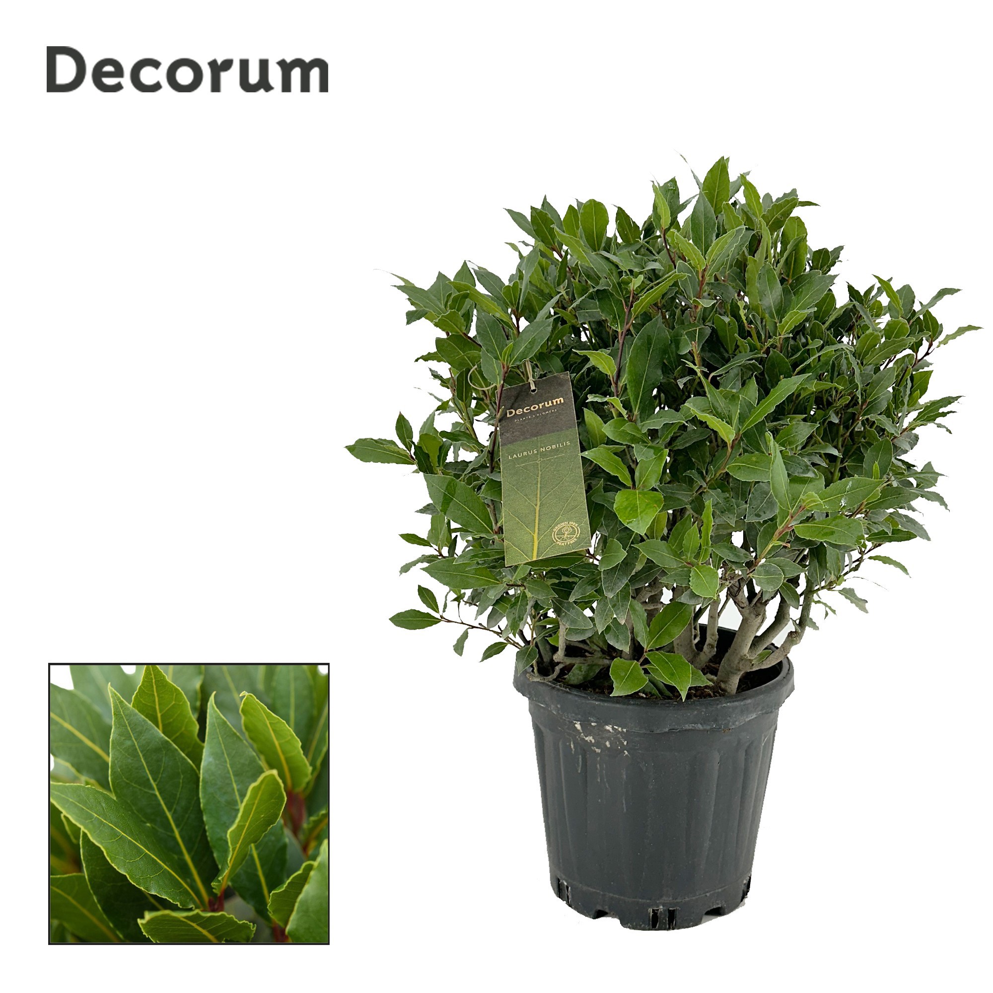Laurus nobilis Bol zonder stam, D 25