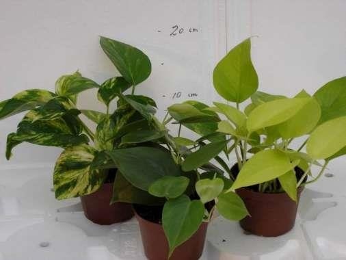 EPIPREMNUM PINNATUM, D 10