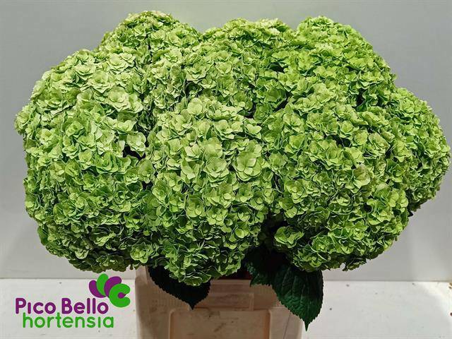 Гортензия Роял Хайнесс Классик 80, шт.