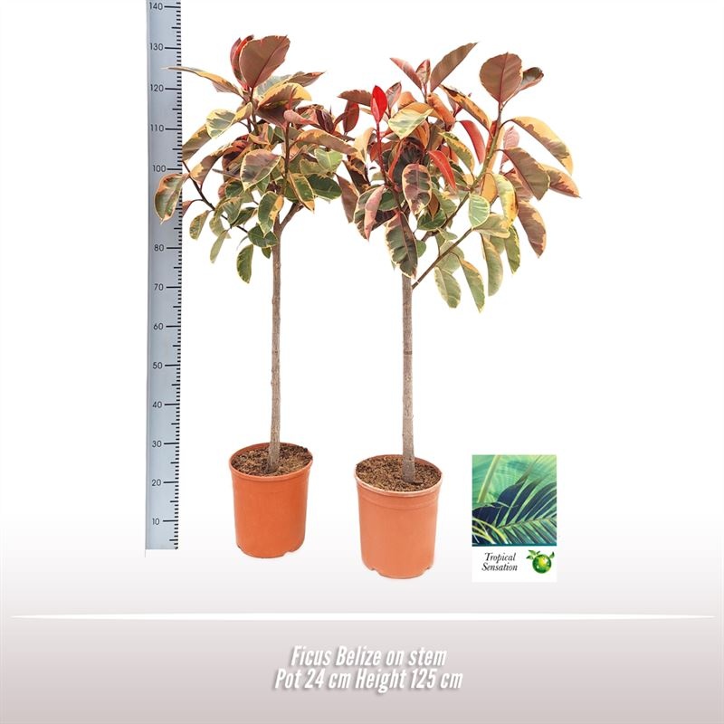 Ficus Belize op stam, D 24 cm Ficus Belize op stam, D 24 cm