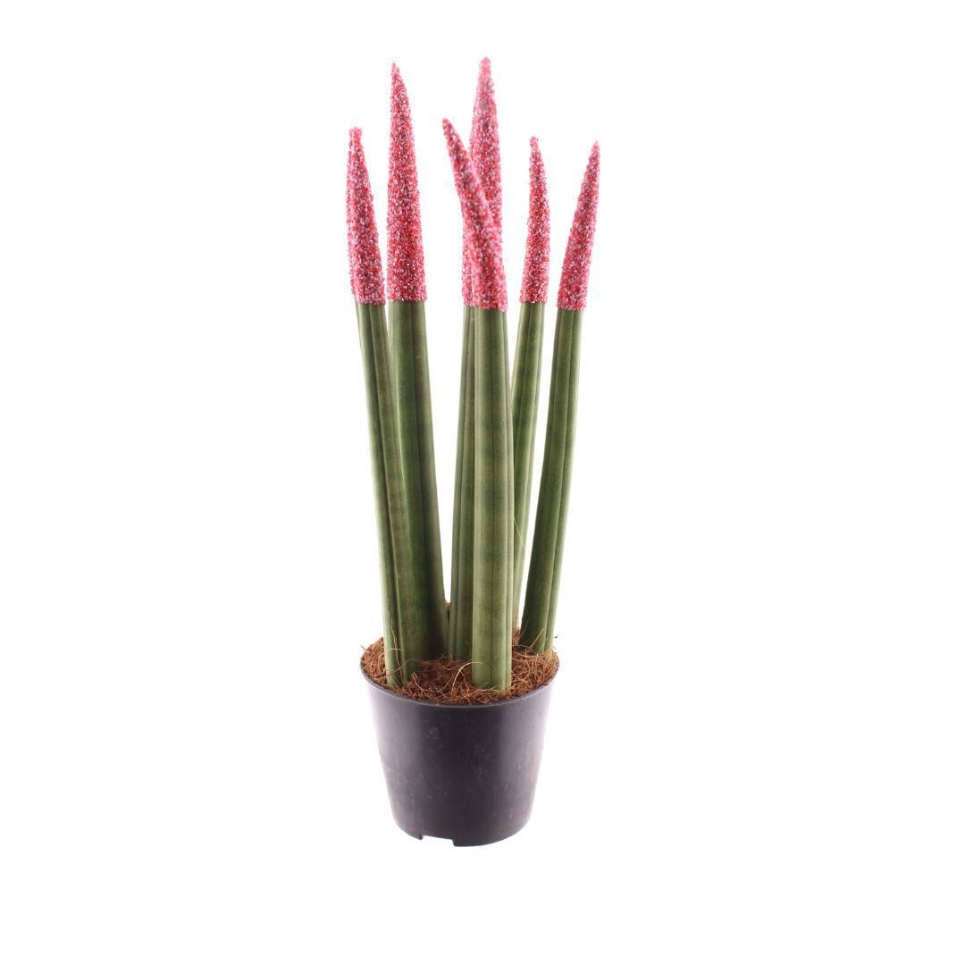 Sansevieria Candy TOUCHZ® Sweetdip Red, D 8,5