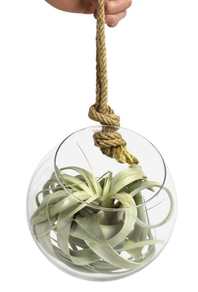 tillandsia glas bol xl touw, D 20