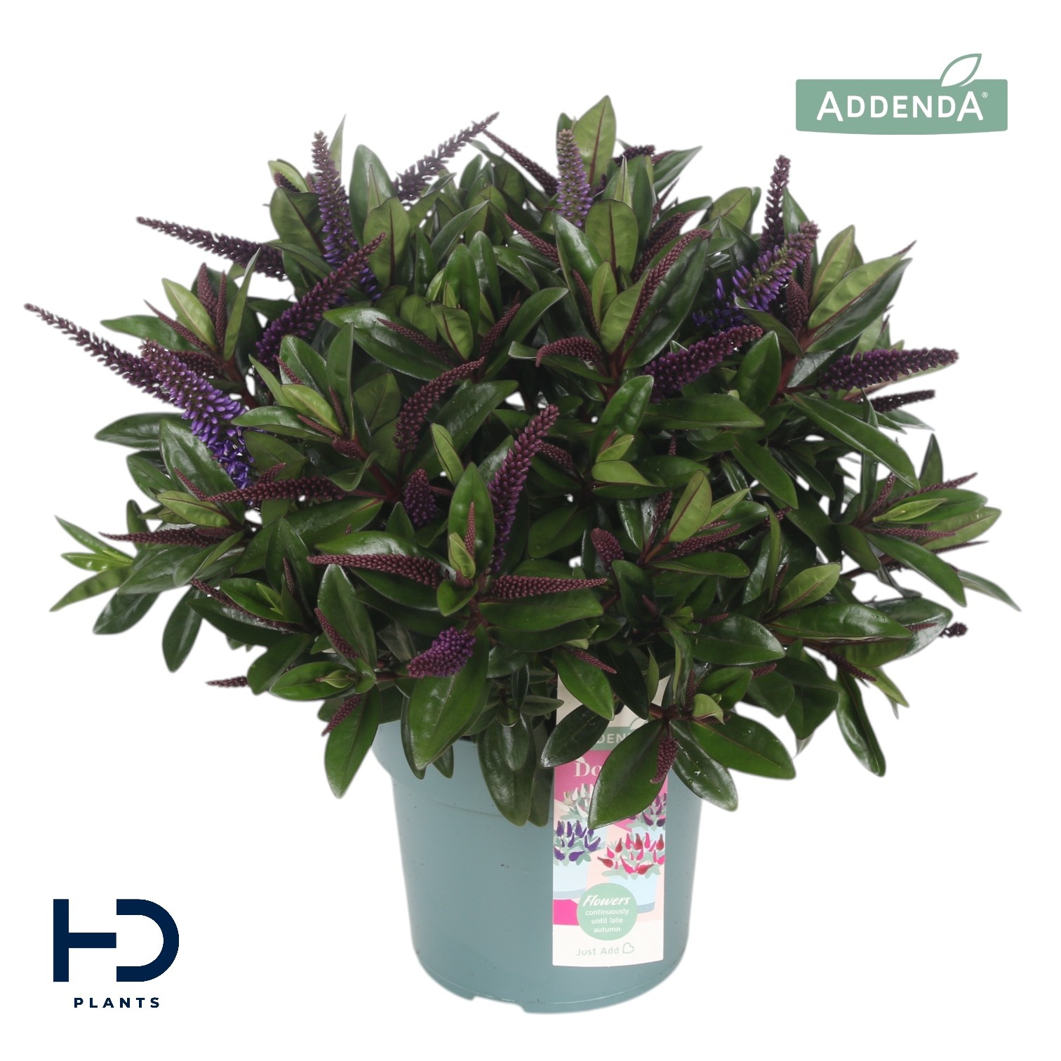 Hebe Addenda Dark Purple struik p17, D 17