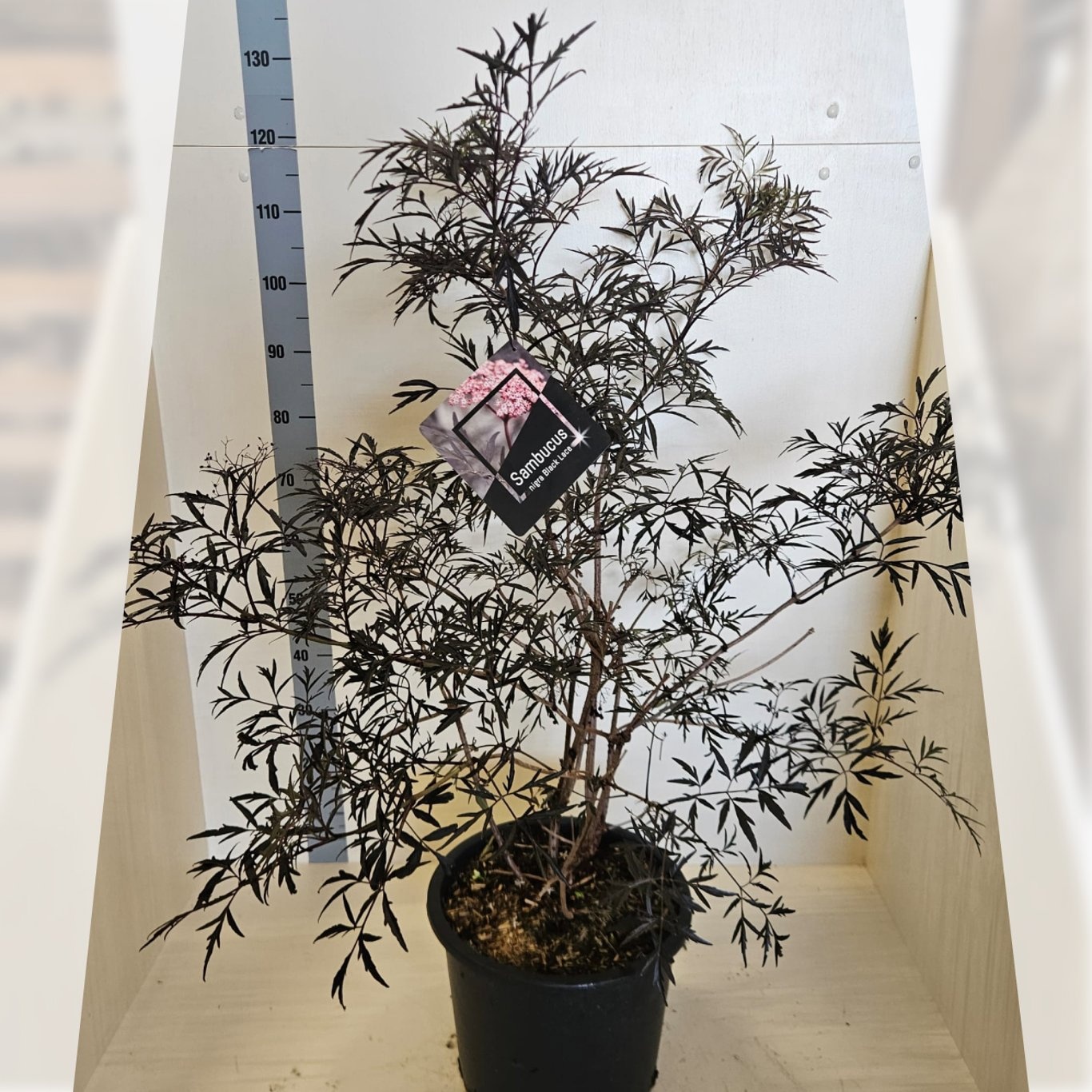 Sambucus nigra Black Lace, D 40 cm