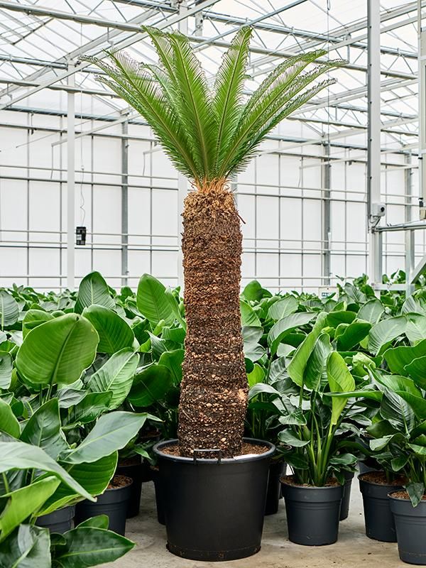Cycas revoluta, D 60