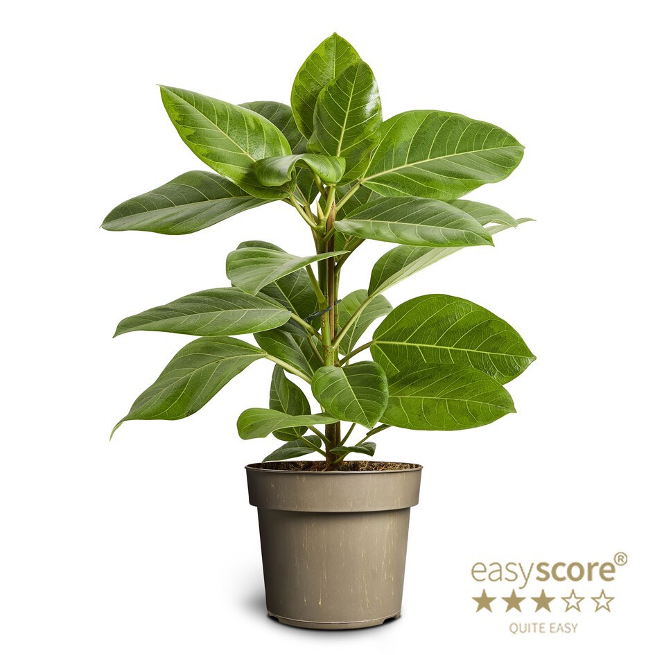 FICUS ALTISSIMA, D 17 cm FICUS ALTISSIMA, D 17 cm
