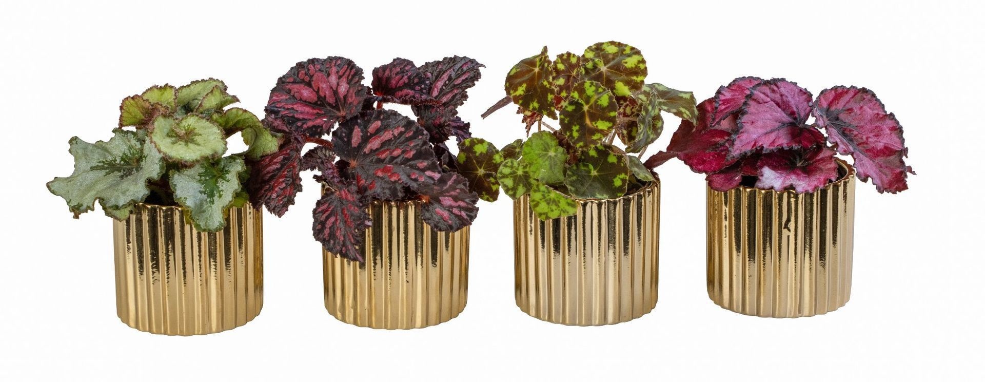 L 66261 With Begonia Mix 6 cm, D 6