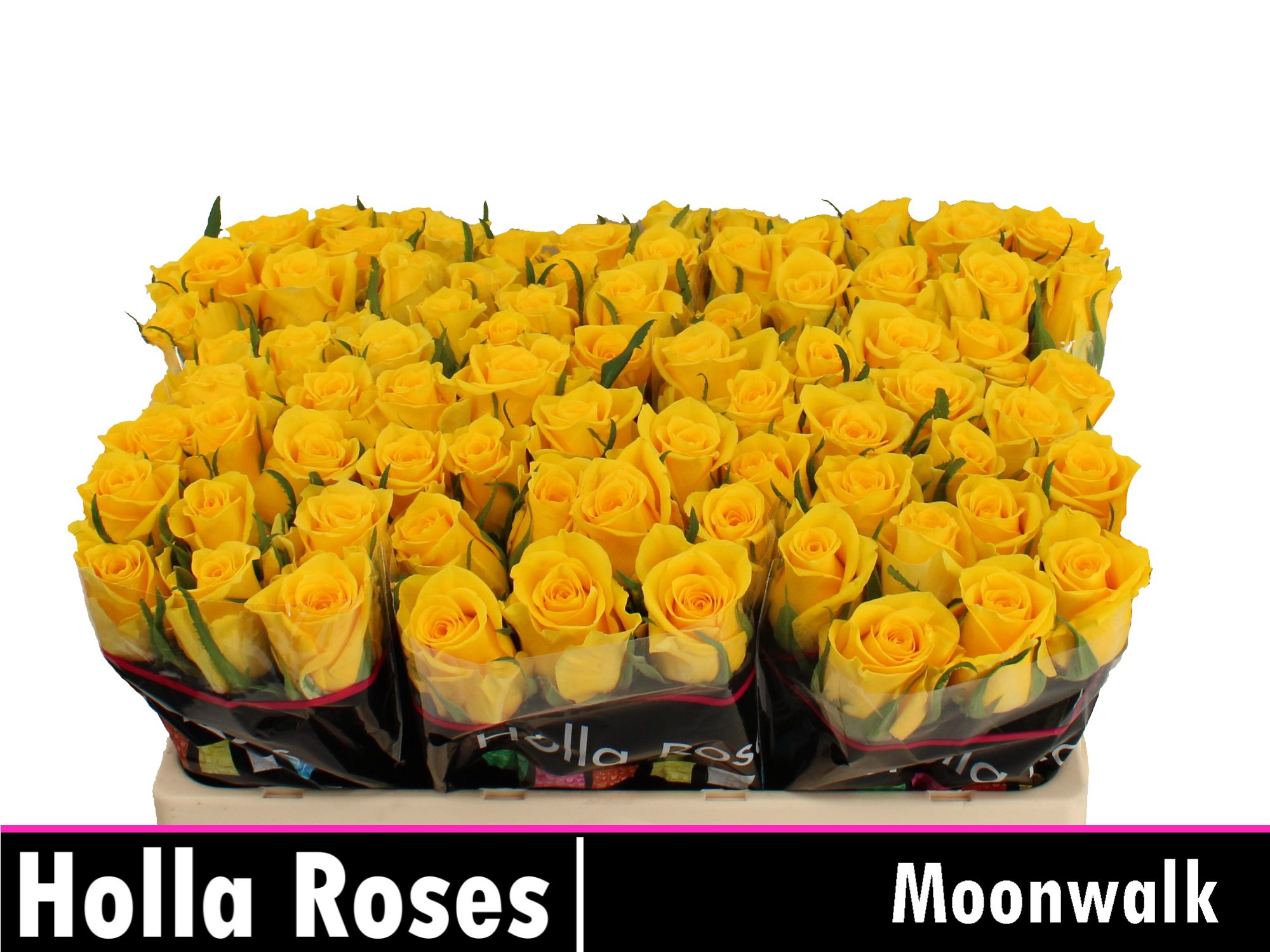 Роза од. Мунвок 50, шт.