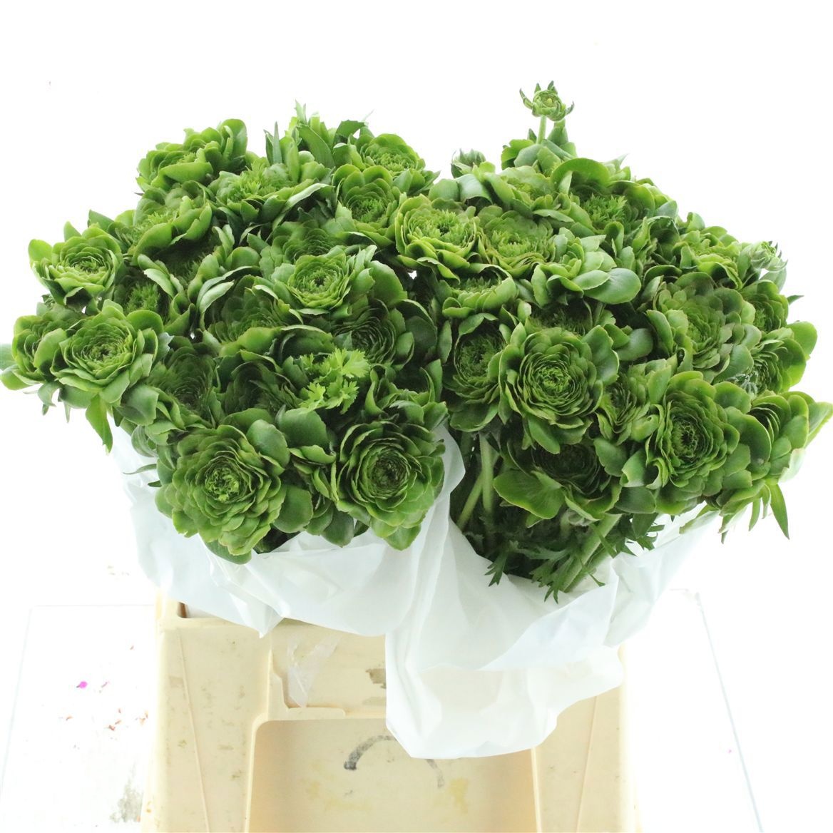 Ранункулус Овериг 45, шт.