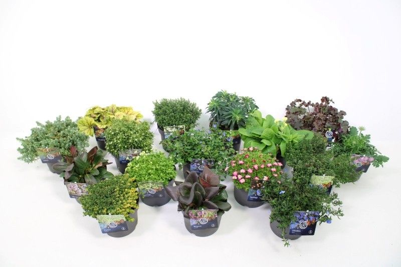 Vaste planten mixlaag, D 17