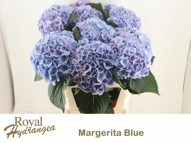 Гортензия Маргарита Блю 80, шт. Гортензия Маргарита Блю 80, шт.