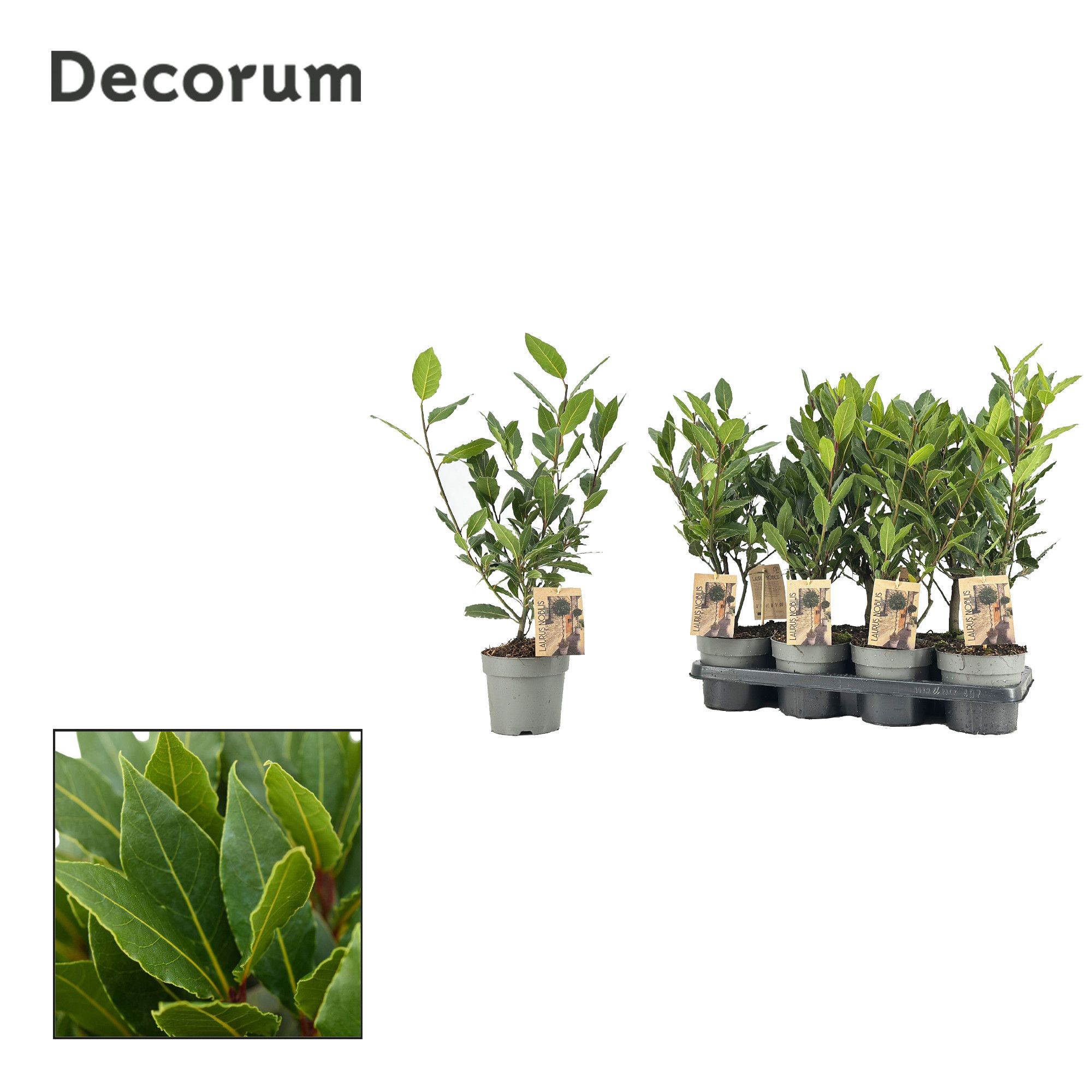 Laurus nobilis Struik (stek), D 14