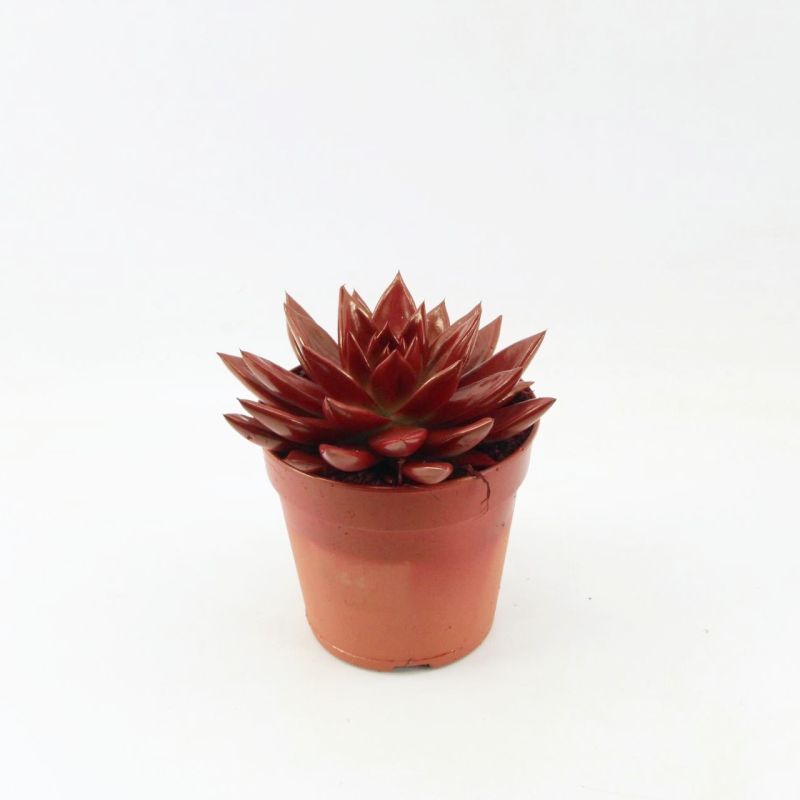 Miranda coloured red, D 12 cm