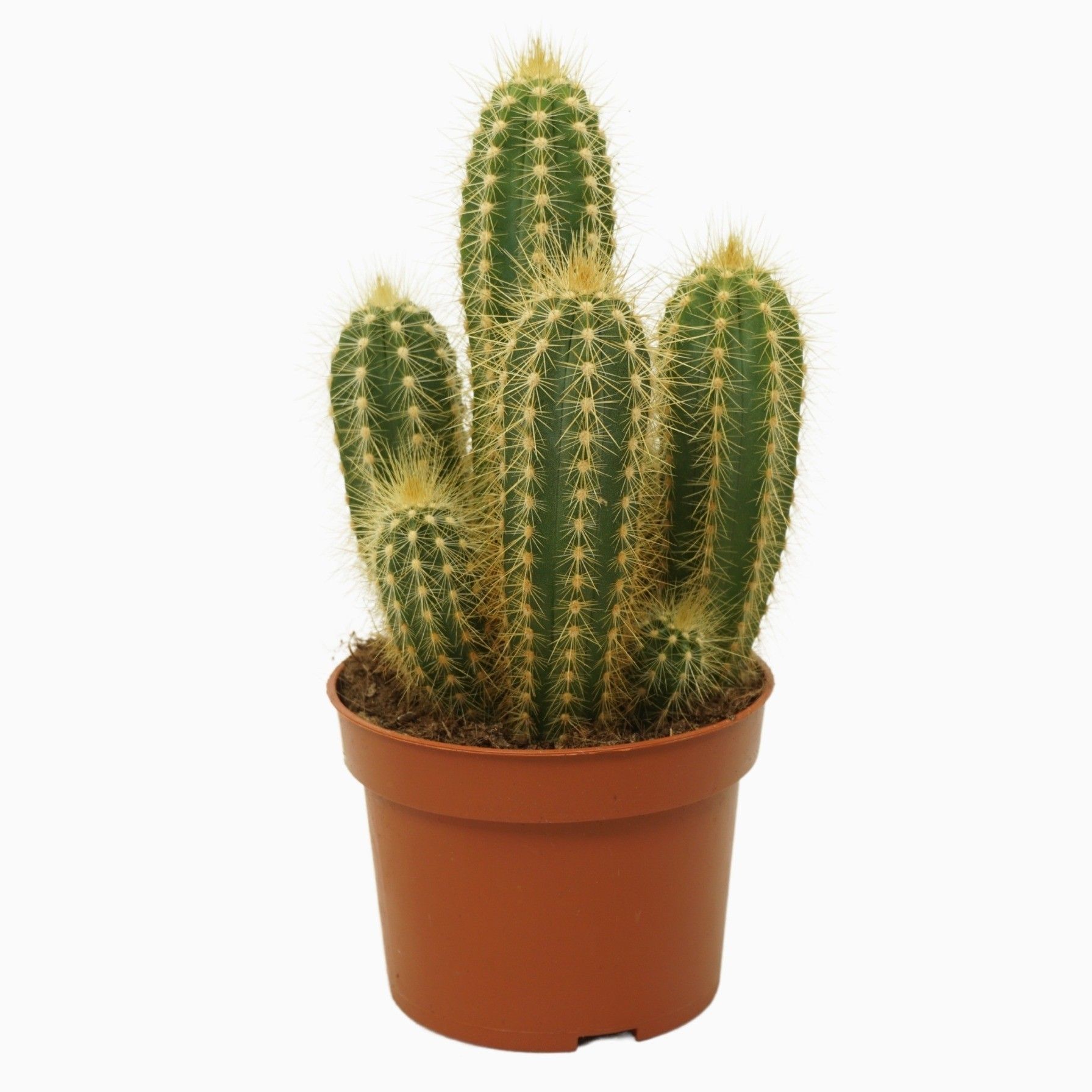 Pilosocereus pachycladus 10,5 cm, D 10,5