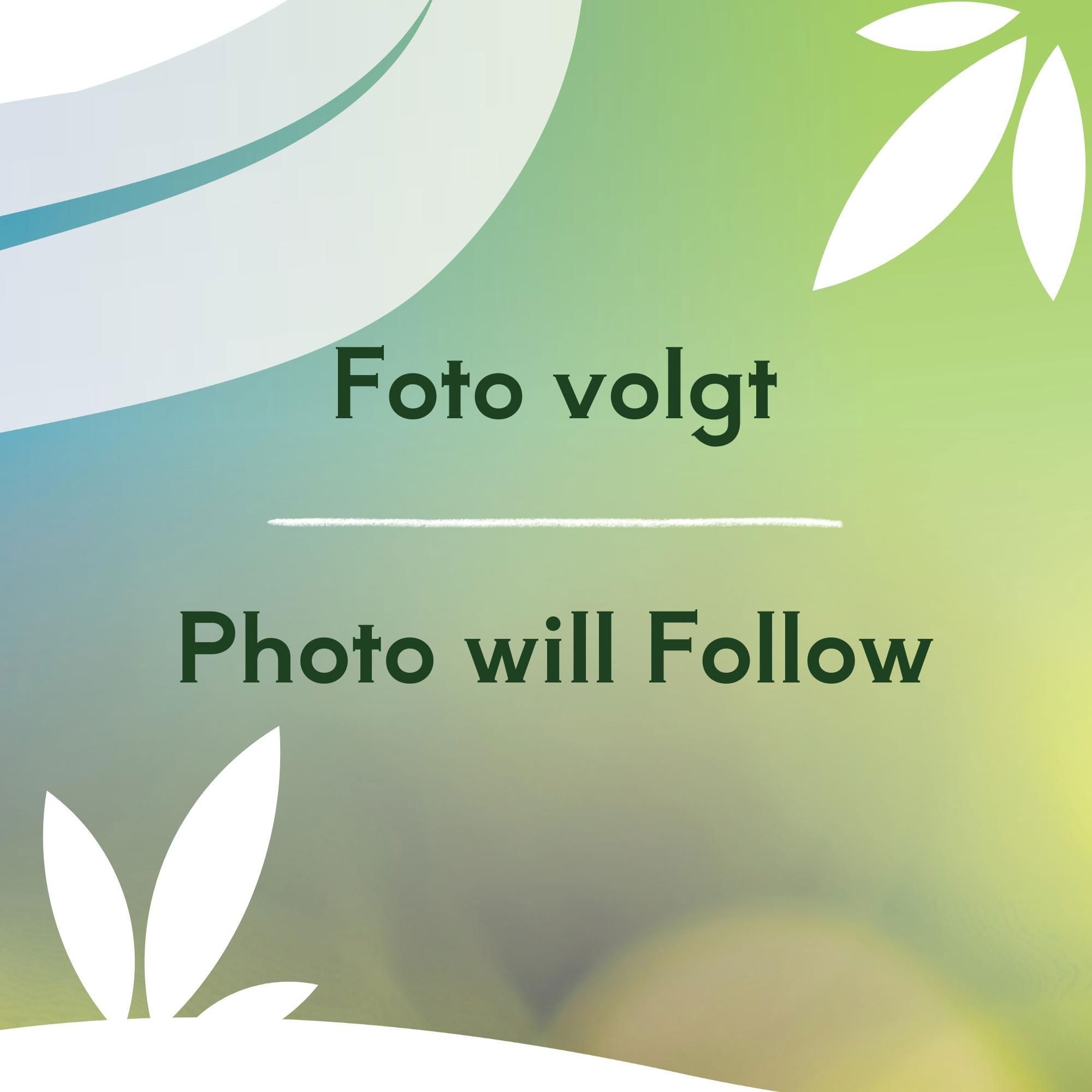 Yucca filamentosa 'Bright Edge', D 23