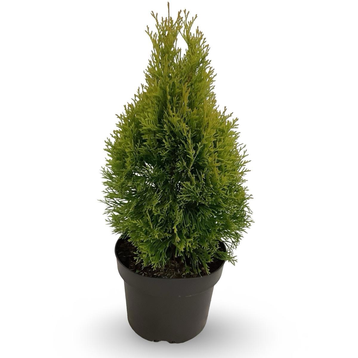 Thuja occ. Golden Smaragd, D 21